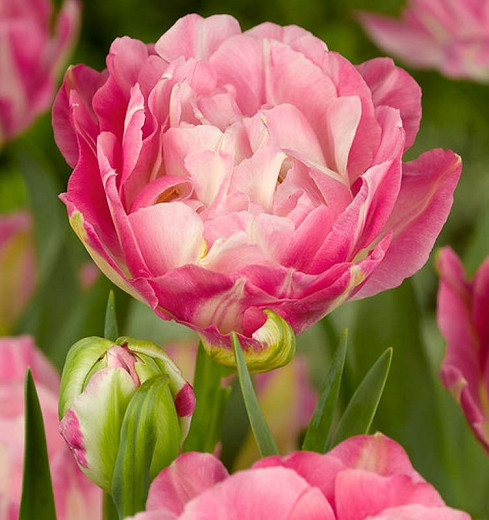 Tulipa 'Double Sugar',Tulip 'Double Sugar', Double Late Tulip 'Double Sugar', Double Late Tulips, Spring Bulbs, Spring Flowers, Pink Tulips, Tulipes Doubles Tardives